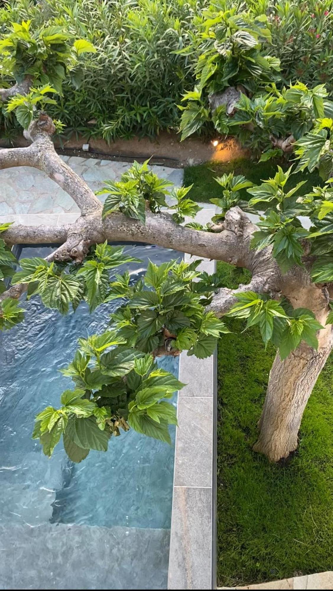 Suite avec Piscine Privée