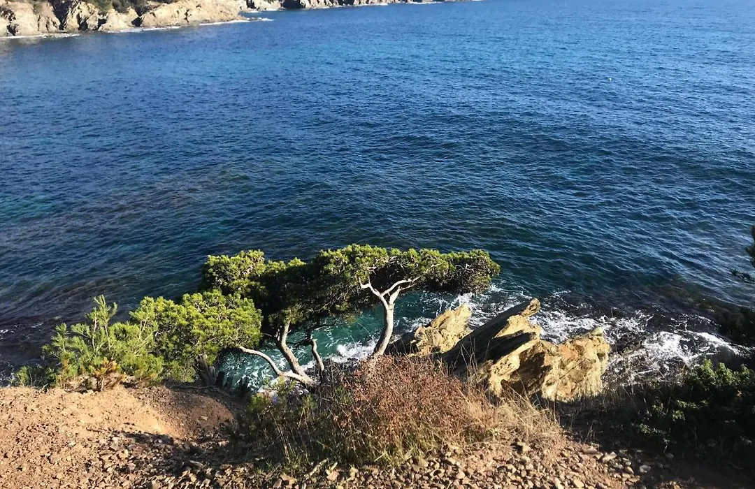 La pauseto-1