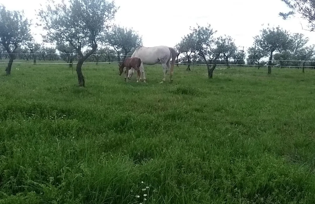 Studio indépendant dans Ferme Equestre-1