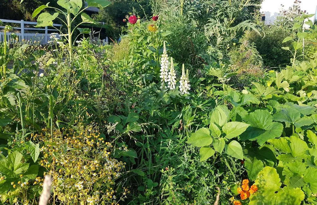 Les Lupins-1