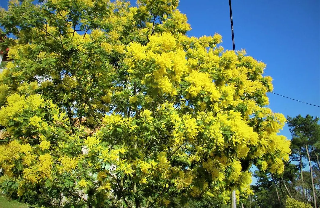Mer A 200M,,Ds Les Mimosas En Fleur !-1