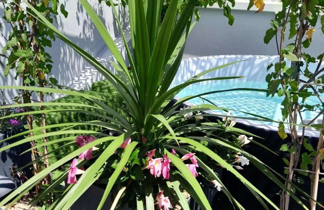 Le Petit Patio-1