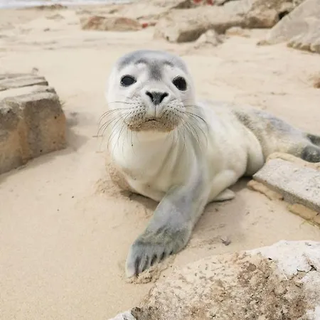 Cozy d'Opale Charmant T1 BORD DE MER Cour Privée et Clôt WIFI 3 pers animaux acceptés GRATUIT-3