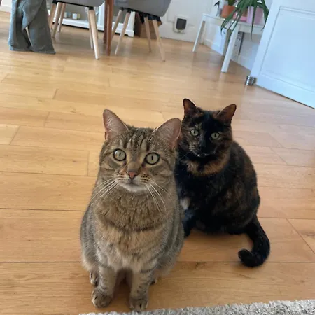 Maison&ses 2 chats-3