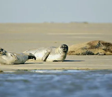 Regard Sur La Baie-3