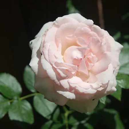 Rose Garden Studio-2