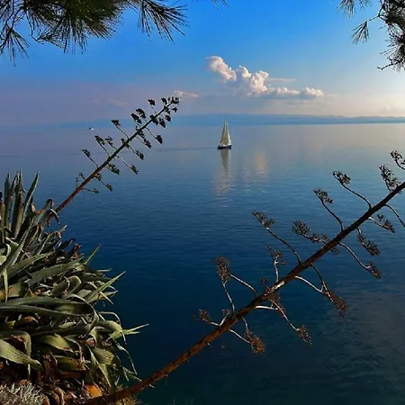 Olive Tree-3