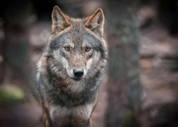 Logis Hôtel L'Europe