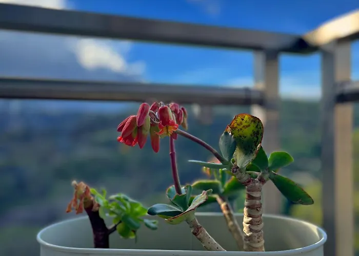 Your Holidays Apartment