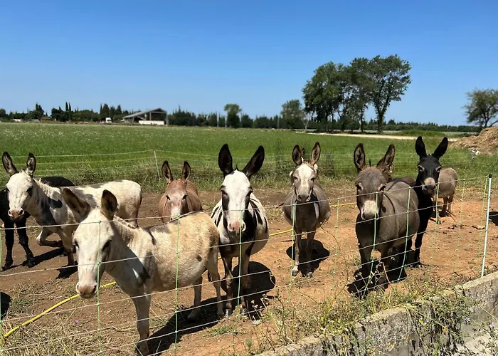  À La Ferme Avec Piscine