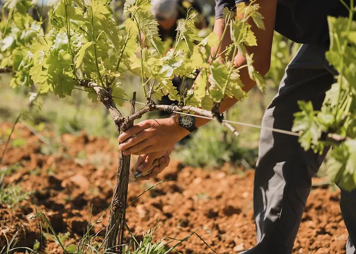 Domaine Rabiega - Vineyard&Boutique hotel