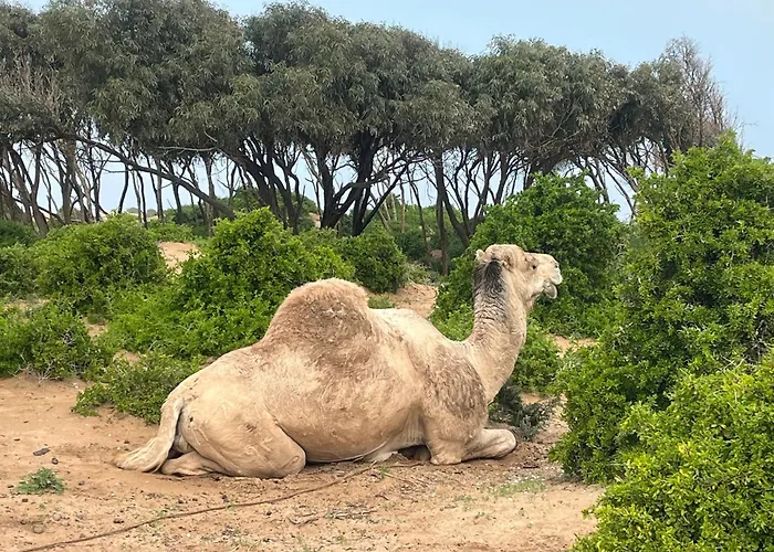 Villa Massalia Essaouira
